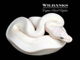 Blue Eyed Leucistic (Mojave Butter) 100% Het. Clown Ball Python ♀ '26