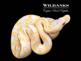 Blackhead Lavender Albino GHI Ball Python ♂ '26