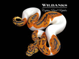 Clown Pied Ball Python ♂ '26
