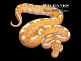 Banana Cinnamon Enchi Spotnose Ball Python ♂ '26