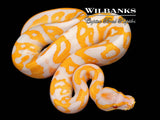 Lavender Albino Leopard Ball Python ♂ '26