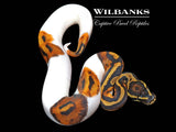 Pied Ball Python ♂ '26