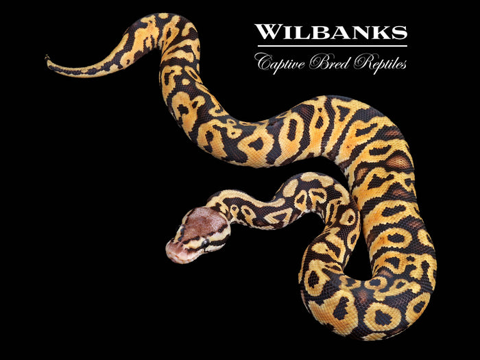 Pastel Gravel Ball Python ♂ '26
