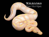 Banana Fire Enchi Sugar Ball Python ♂ '26