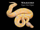 Banana Ball Python ♂ '26