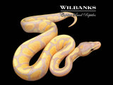 Banana Fire Ball Python ♂ '26