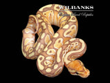 Banana Butter Ball Python ♂ '26