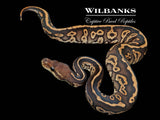 Acid Cinnamon Ball Python ♂ '26