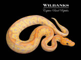 Banana Clown Ball Python ♂ '26