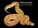 Leopard Enchi Champ Crusher Ball Python ♀ '26