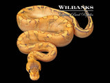 Enchi Champ Crusher Ball Python ♂ '26
