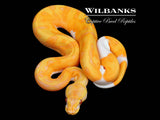 Enchi Dreamsicle Ball Python ♀ '26