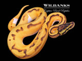 Enchi Orange Dream Pastel Pied Ball Python ♀ '26