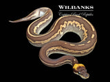 Paradox Leopard Blackhead Cinnamon 100% Het. Lavender Albino Ball Python ♂ '26