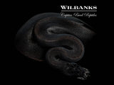 Obsidian Ball Python ♂ '26