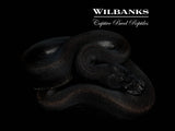 Obsidian Ball Python ♀ '26