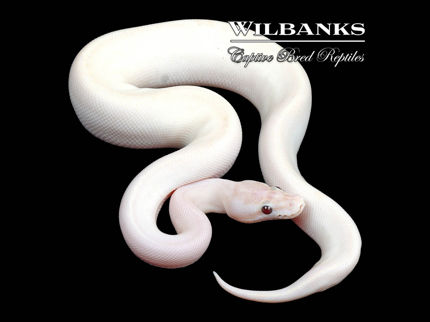 Banana Ivory Ball Python ♂ '24