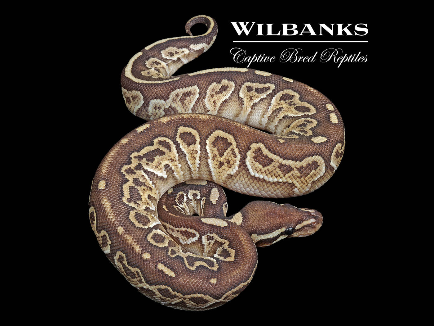 Mahogany Butter Sable 100% Het. Axanthic (VPI) Ball Python ♂ '24