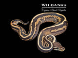 Leopard Cinnamon Fire Gravel Ball Python ♂ '26
