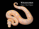 Banana Cinnamon Ball Python ♂ '26
