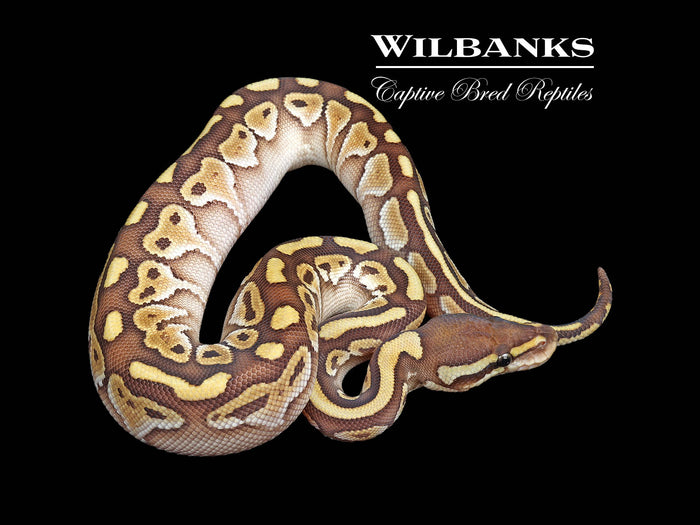 Butter Ball Python ♀ '26