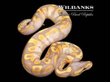 Banana Ball Python ♂ '26