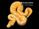 Lavender Albino Enchi 100% Het. Pied Ball Python ♂ '26