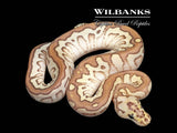 Spotnose Butter Clown Ball Python ♂ '26