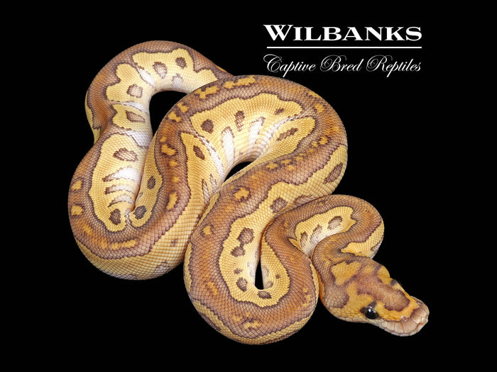Butter Clown Ball Python ♂ '26