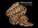 Spotnose Clown Ball Python ♀ '26