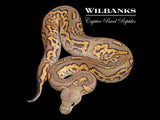 Fire Cinnamon Yellow Belly Clown Ball Python ♂ '26