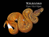Blackhead Pinstripe Pied Ball Python ♀ '26
