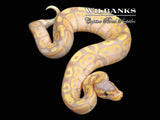 Banana Ball Python ♂ '26