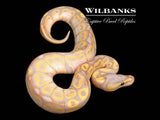 Banana Ball Python ♂ '26