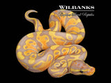 Banana Ball Python ♂ '26