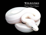 Banana Blue Eyed Leucistic (Mojave Butter) Ball Python ♂ '26