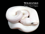 Banana Blue Eyed Leucistic (Mojave Butter) Ball Python ♂ '26
