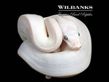 Banana Blue Eyed Leucistic (Mojave Butter) Ball Python ♂ '26