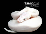 Blue Eyed Leucistic (Mojave Butter) Ball Python ♂ '26