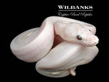 Blue Eyed Leucistic (Mojave Butter) Ball Python ♂ '26