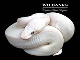 Blue Eyed Leucistic (Mojave Butter) Ball Python ♂ '26