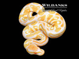 Albino Ball Python ♂ '26
