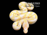 Albino Ball Python ♂ '26