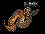 Blackhead Pied Ball Python ♂ '26