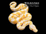 Albino Ball Python ♀ '26