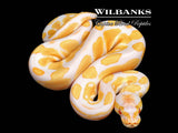 Albino Ball Python ♀ '26