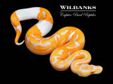 Dreamsicle Lavender Pied Ball Python ♀ '26