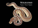 Butter Cinnamon Yellow Belly Ball Python ♀ '26