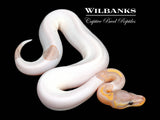 Banana Pied Ball Python ♂ '26