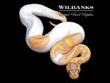 Banana Pied Ball Python ♂ '26